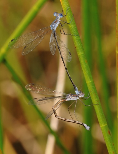 Pair in tandem
2009_07_11_FL